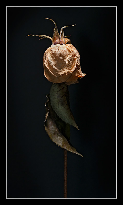 Dry Rose - Nature