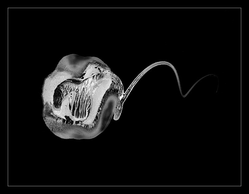 Swimmer - Cliché Verre Images