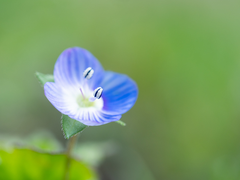  - Flora