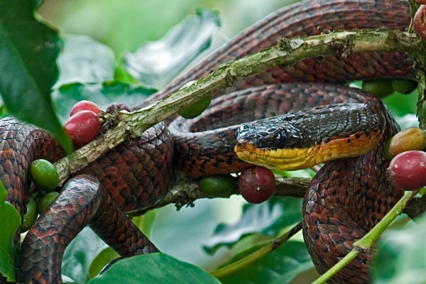 A Bird-eating Snake. - Costa Rica