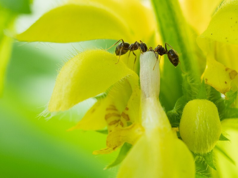  - Little critters