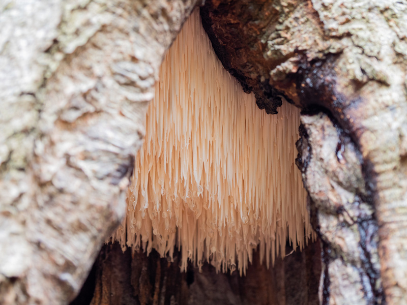  - Funghi
