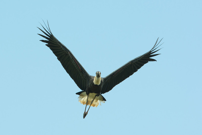  - Sri Lanka, wonderful wildlife experience.