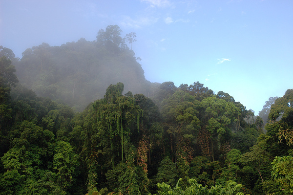 Lush tropical rainforest. - Malaysian Borneo.