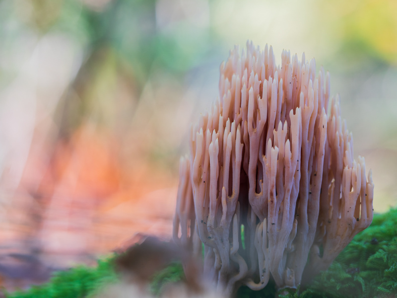 - Funghi