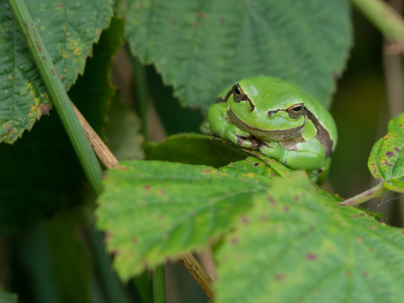  - Little critters
