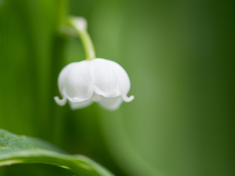 - Flora