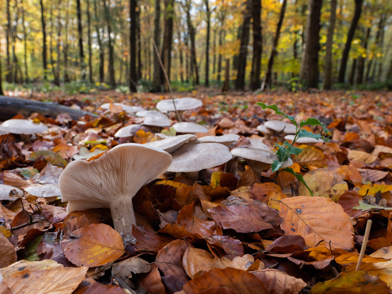  - Funghi