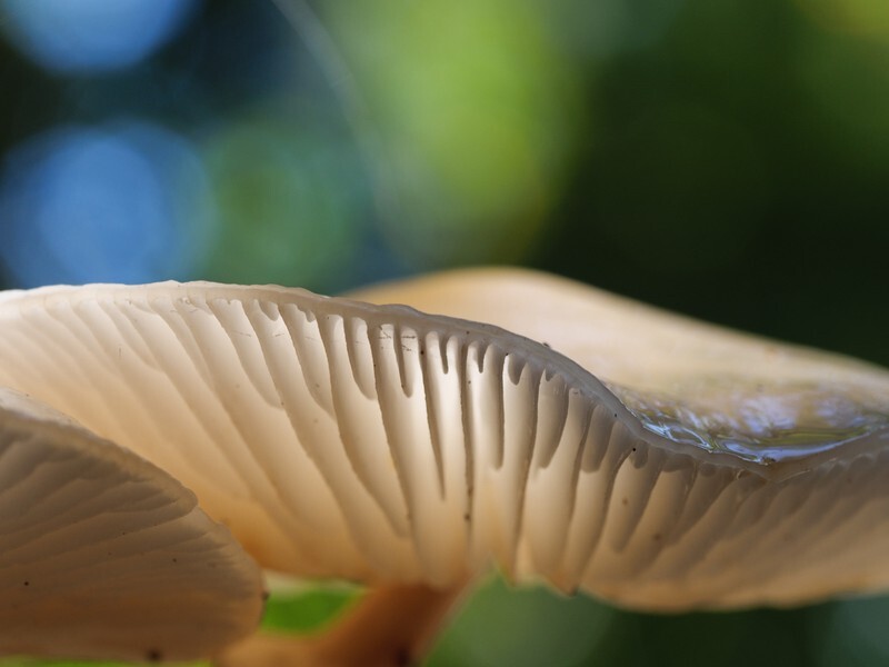  - Funghi