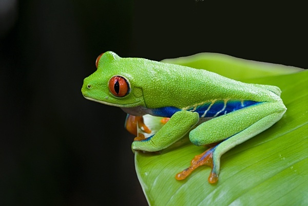 Red-eyed Tree Frog - Costa Rica