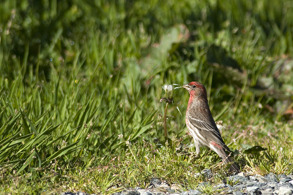 House finch. - Canada
