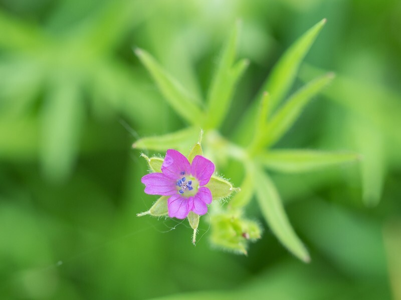  - Flora