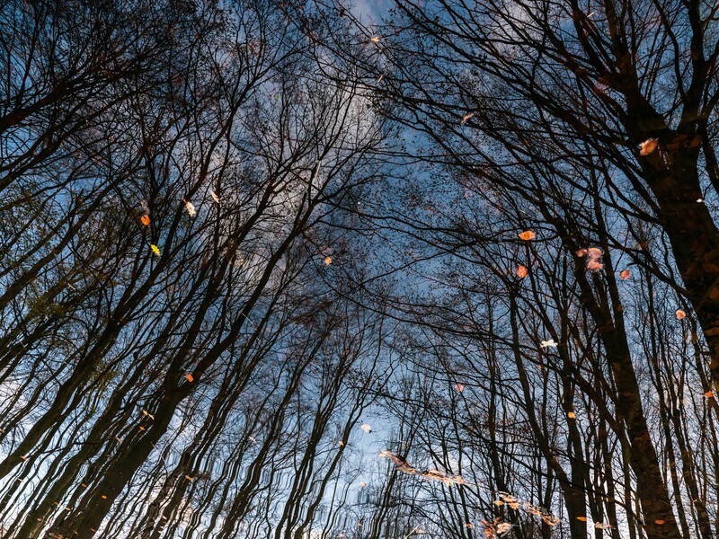  - Landscape