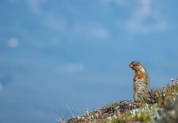 Canadian Ground Squirrel. - Canada