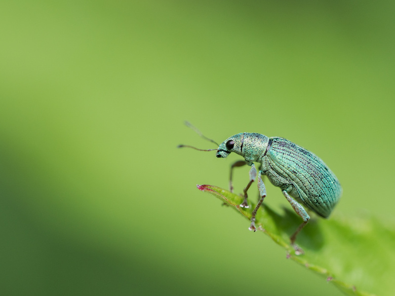  - Little critters