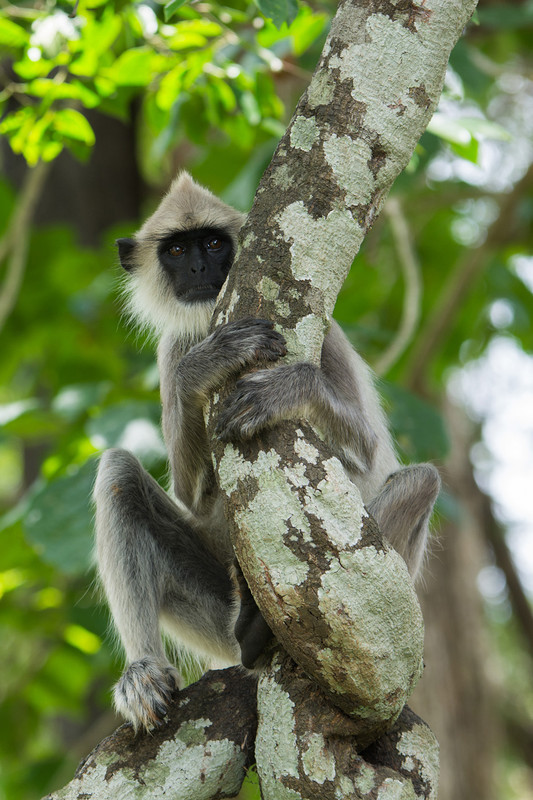  - Sri Lanka, wonderful wildlife experience.