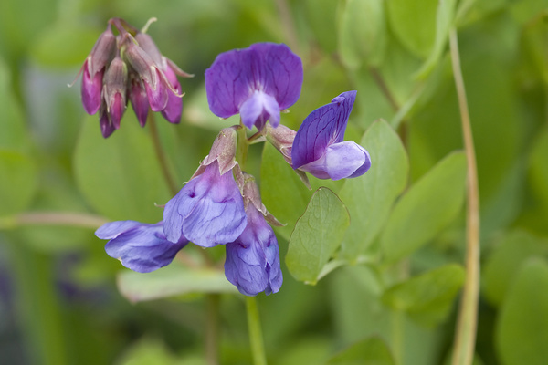 Purple Vetch - Canada