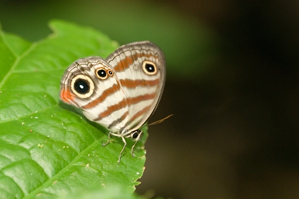 Striped butterfly - Costa Rica