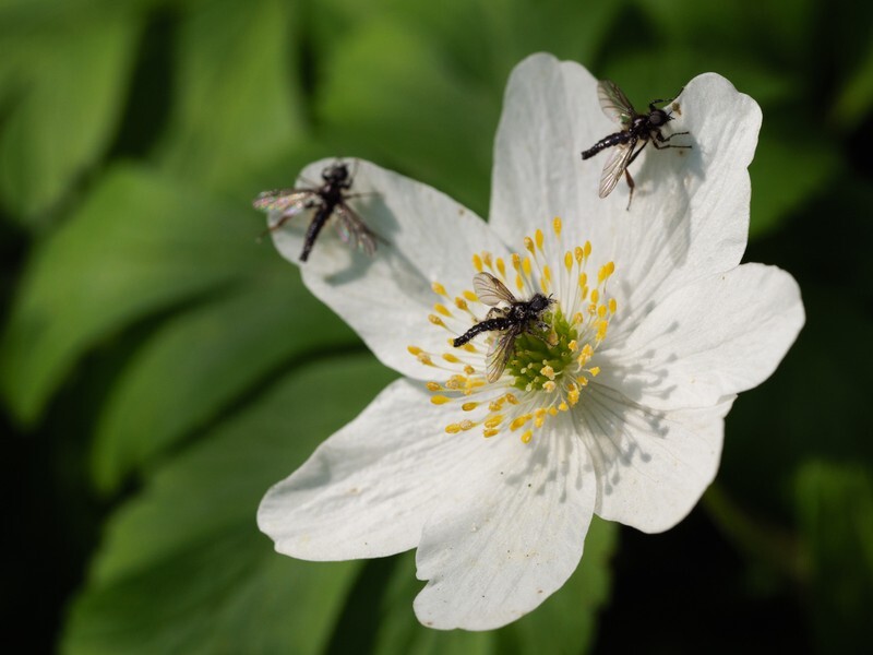  - Little critters