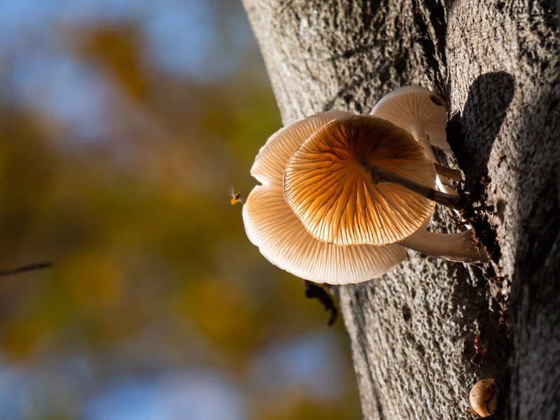  - Funghi