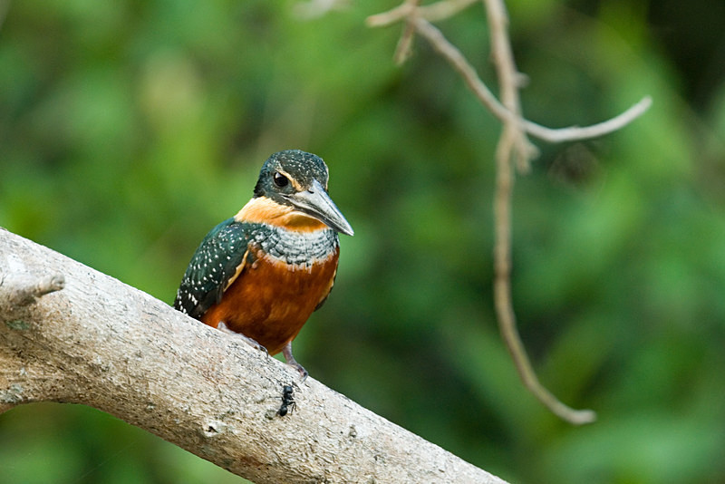  - Pristine Pantanal, Brasil