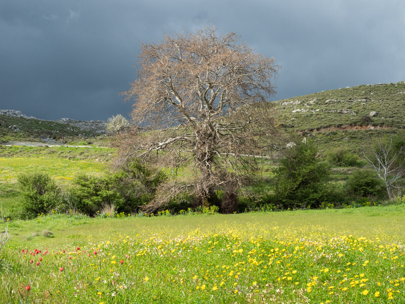  - Early Spring on Crete