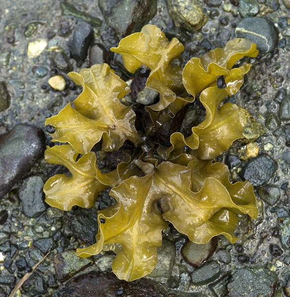 Sea weed - Canada