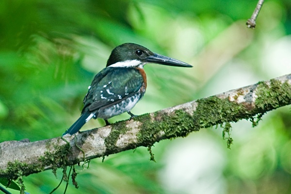Green Kingfisher - Costa Rica