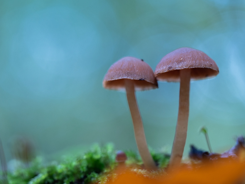  - Funghi