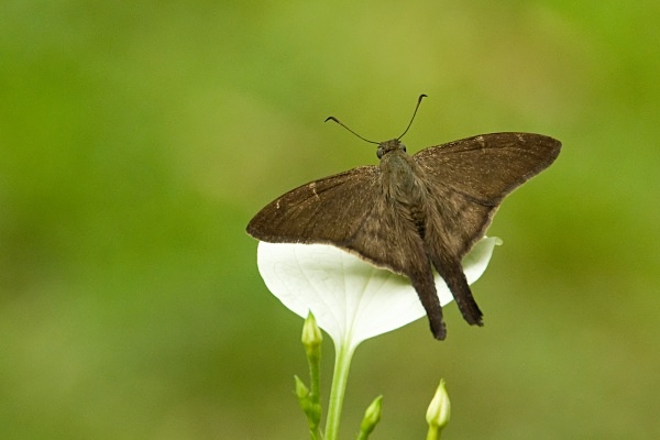  - Costa Rica