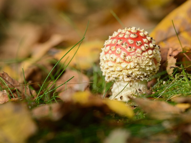  - Funghi