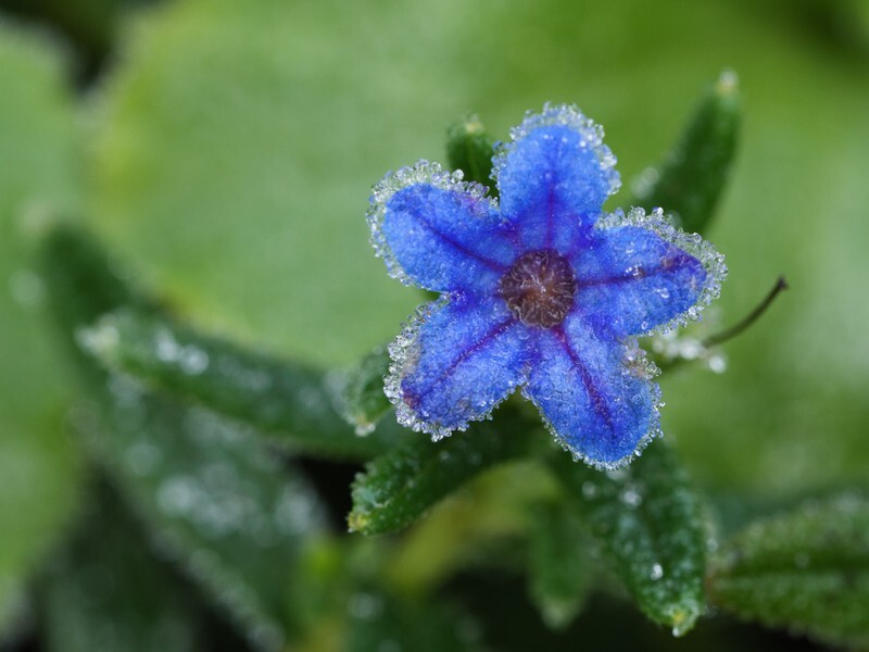  - Flora