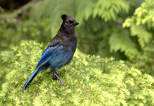 Steller's Jay. - Canada