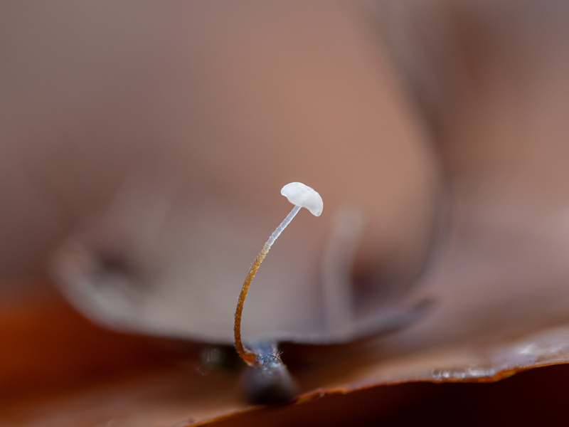  - Funghi