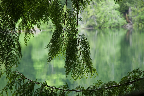 Cedar view - Canada