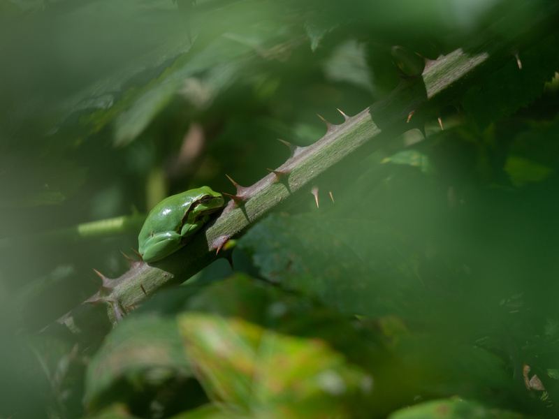  - Little critters
