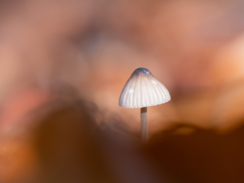  - Funghi