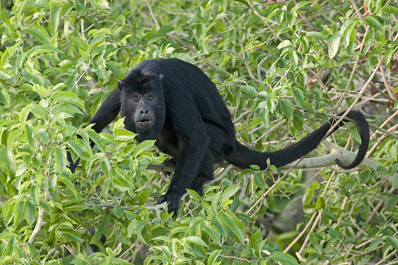  - Pristine Pantanal, Brasil