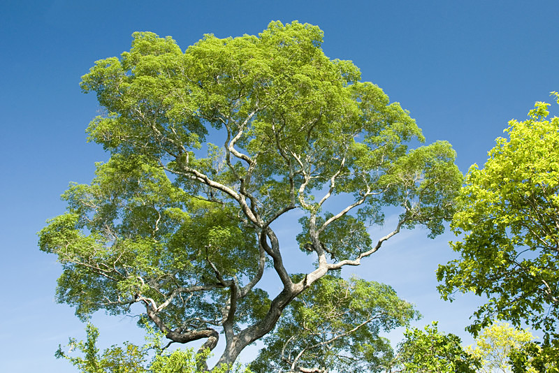  - Pristine Pantanal, Brasil