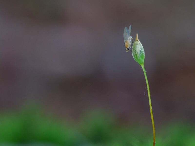  - Little critters