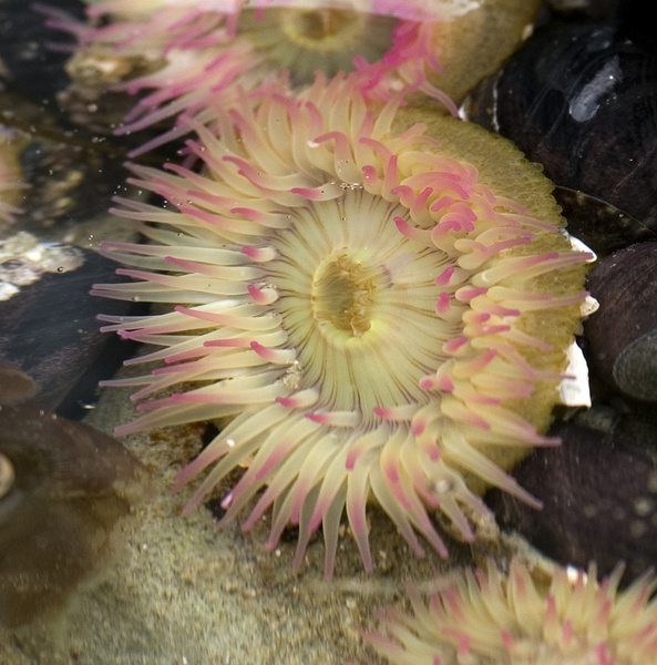 Sea Anemone - Canada