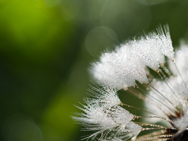  - Flora
