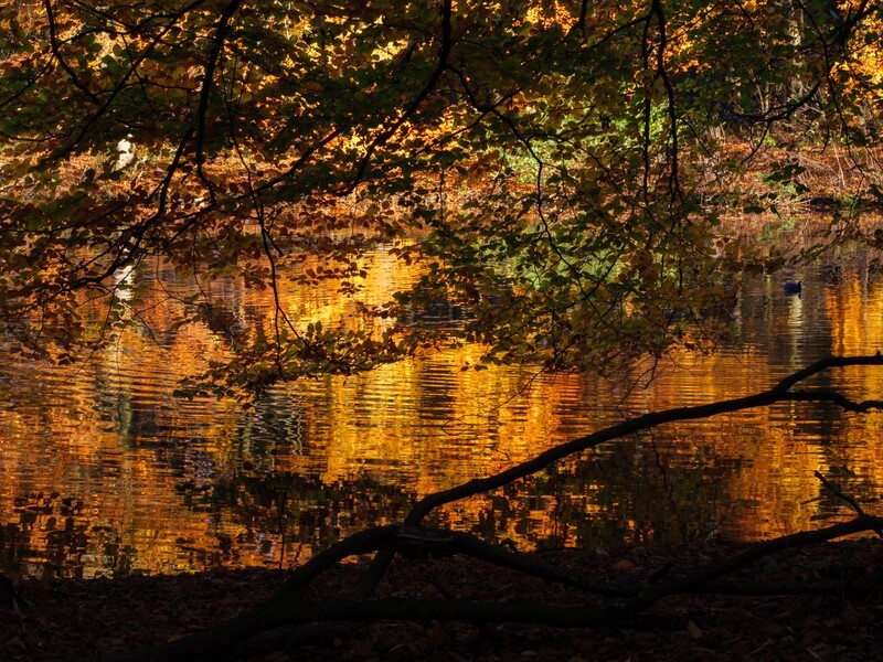  - Landscape