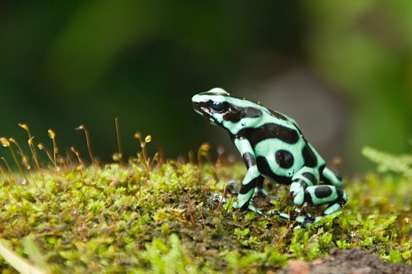 Black and Green Dart Frog - Costa Rica