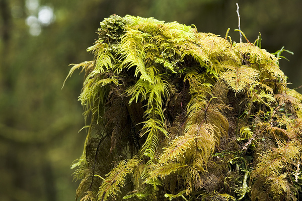 Mossy trunk... - Canada