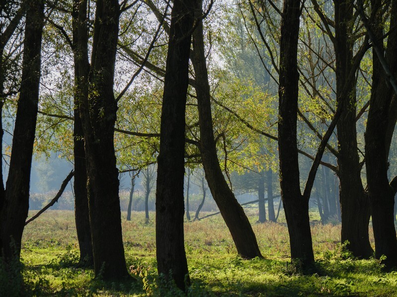  - Landscape