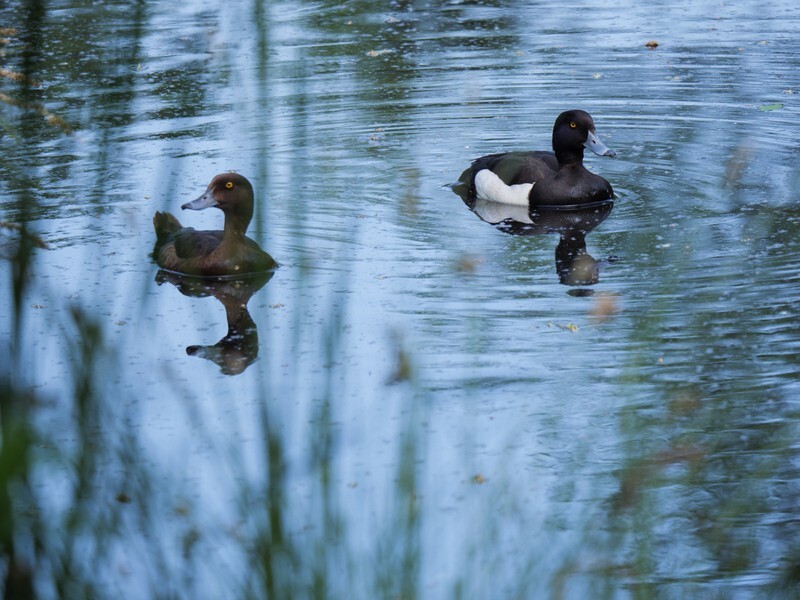  - Birds