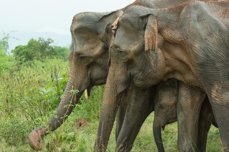 Three generations - Sri Lanka, wonderful wildlife experience.