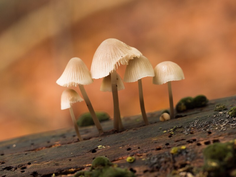  - Funghi