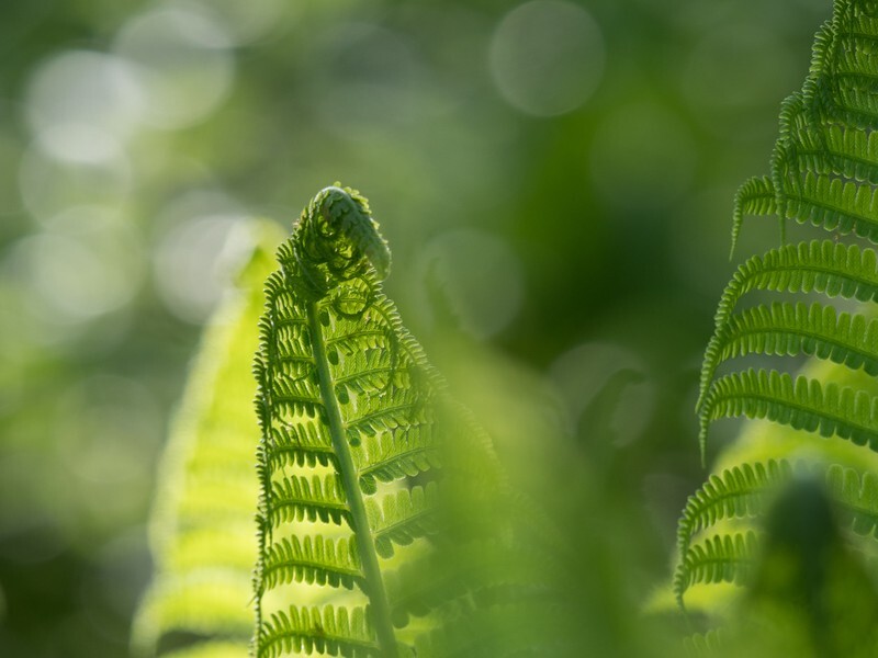  - Flora